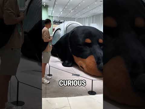 Huge Dog Guards Mall thumbnail