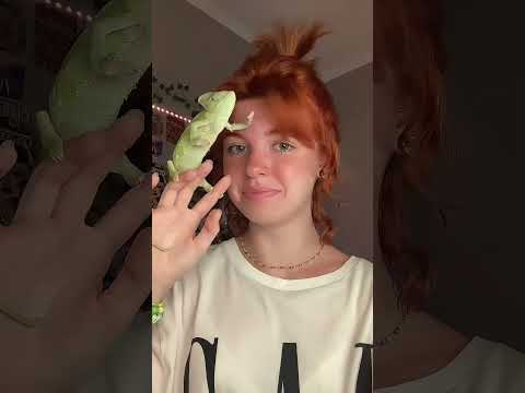 Este camaleón verde tiene un secreto #animals #shorts thumbnail