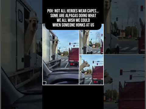 I can relate #funny #animal #honk #traffic thumbnail