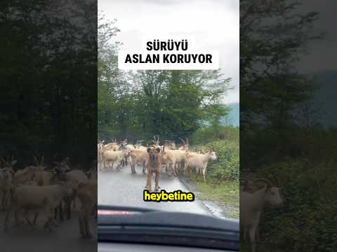 Sürüyü aslan koruyor thumbnail