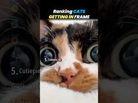 Ranking CATS STEALING ALL THE SPOTLIGHT Core Moments!! 😹📸 thumbnail