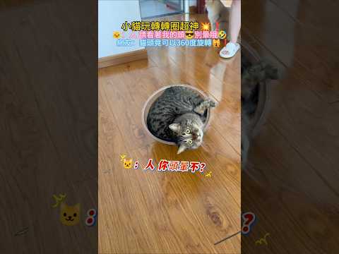 小貓玩轉圈圈超厲害💥❗ 🐱：人 一直看哦~會頭暈💫 網友：哇塞🤩貓頭360°旋轉 #cat #cute #funny #shorts #funnyshorts thumbnail