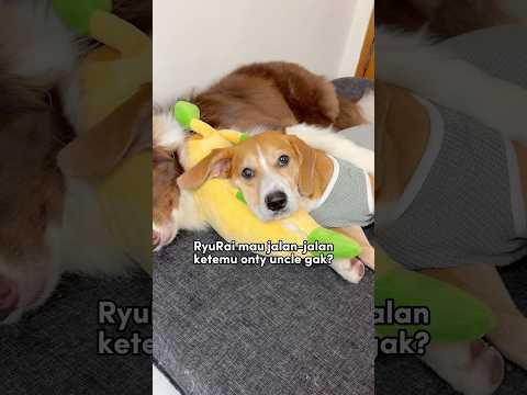 RYUKI PERSIAPAN KETEMU ONTY UNCLE DI PET EXPO‼️ SAMPAI KETEMU YAA😍 #anjinglucu #shorts thumbnail