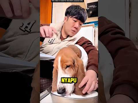 Telinga anjingnya panjang banget❗️ thumbnail