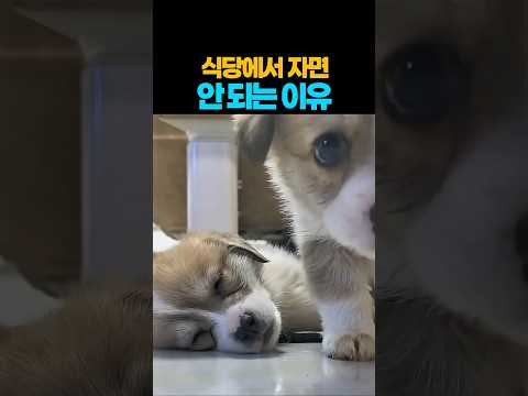 ❤️70만뷰❤️이건 두 녀석 다 먹었다고 봐야겠죠? ㅋㅋ ?  #강아지 #댕댕이 #애견영상 thumbnail