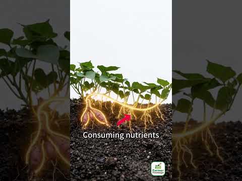 One method for increasing sweet potato yields. thumbnail