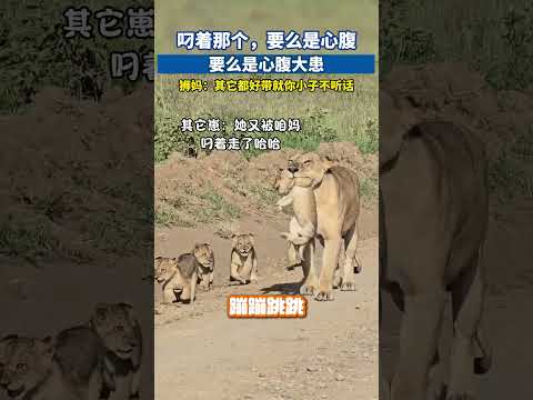 叼着那个，要么是心腹，要么是心腹大患#狮子 #非洲野兽 #野生动物保护 #寵物友善日常 thumbnail