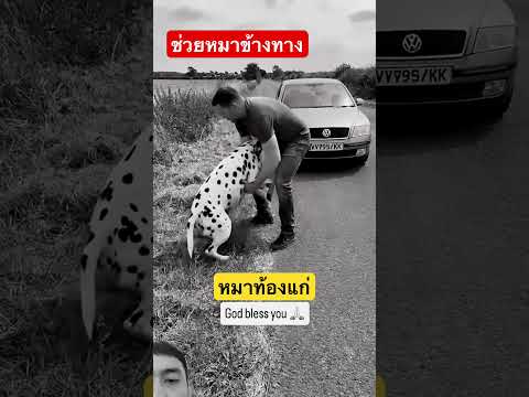 ช่วยหมาท้องแก่ #goldenretriever #petcenter #goldenretreivers #cat #retreiver #goldenretreiver thumbnail