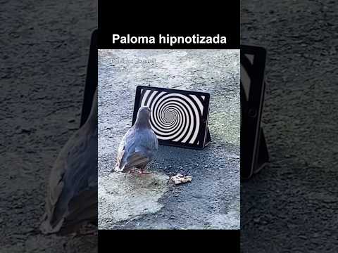 PALOMA HIPNOTIZADA thumbnail
