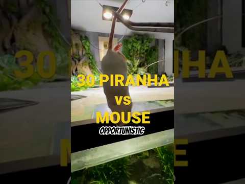 30 HUNGRY piranha VS a MOUSE!! thumbnail