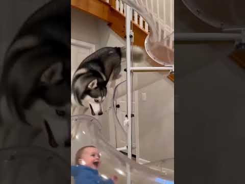 This Husky has zero fear thumbnail