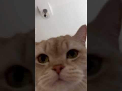No personal space around here 😌 #cats #catsofyoutube #funnycats #fyp thumbnail