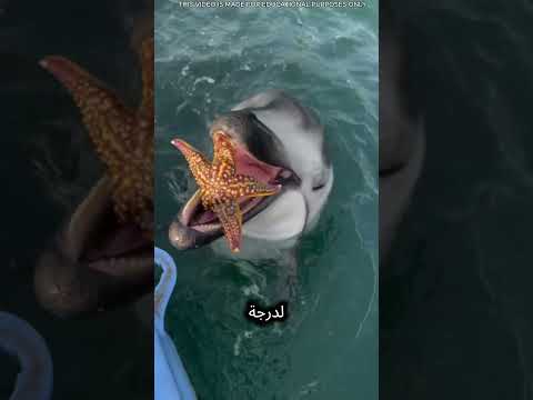 أسرار المحيط المذهلة والدلافين الذكية 🌊🐬✨ thumbnail