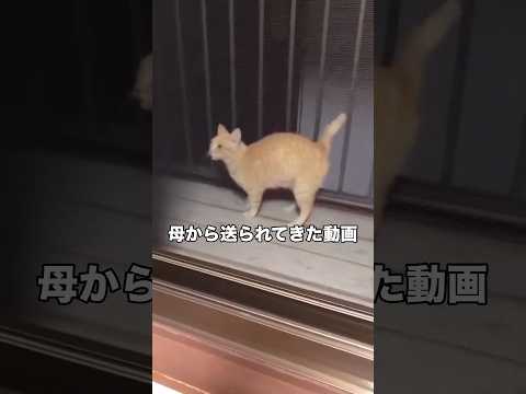 母から送られてきた実家に現れた地域猫。猫のこういう鈍臭いところ大好き。 #地域猫 #茶トラ #野良猫 #shorts thumbnail