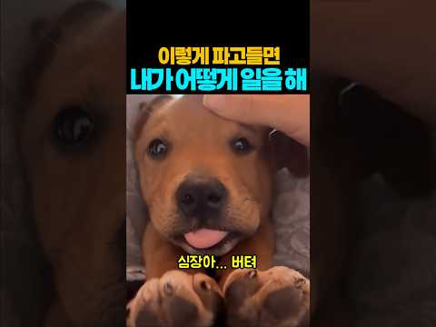❤️30만뷰❤️내 귀여운 무릎도둑~ #강아지 #댕댕이 #애견영상 thumbnail