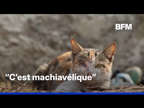 Un adolescent interpellé après la diffusion de vidéos de torture sur un chaton thumbnail