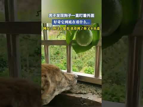 男子發現狗子一直盯著外面,好奇它到底在看什麽..網友：你這麽想看，真看到了你又不樂意 #共鳴 #大熱門 thumbnail