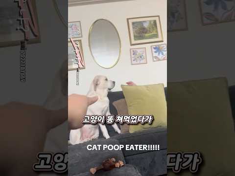 강아지 실수 바로 교정하는 천재적인 방법 thumbnail