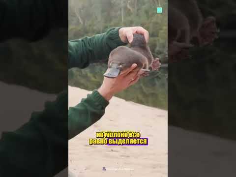 @factsdastan УДИВИТЕЛЬНОЕ СОЗДАНИЕ thumbnail