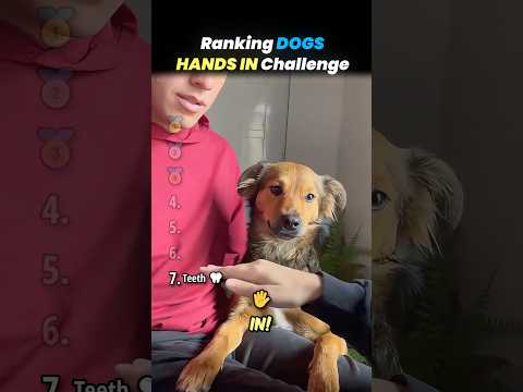 Ranking DOGS HANDS IN CHALLENGE Core Moments!! 🐶🤝 thumbnail