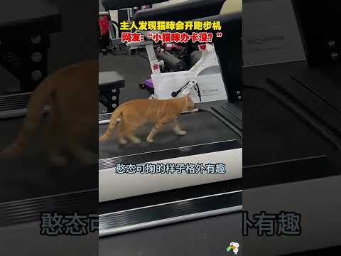 这猫咪怕不是成精了，竟然爱上了健身。 thumbnail