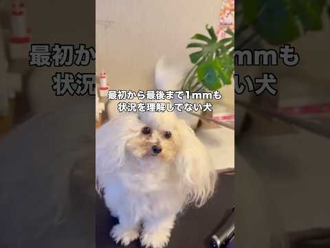 伸びてしまった毛を豪快に切られなんとも言えない表情を浮かべるイッヌ #トリミング #プードル #いぬのきもち #shorts thumbnail