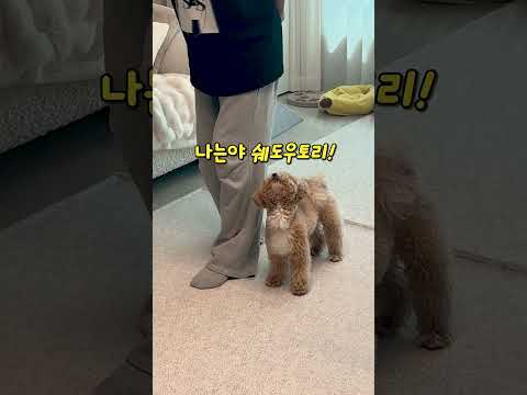 시각장애인의 그림자가 된 강아지  #시트콤 thumbnail