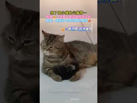 撿了個小貓給公貓帶… 乾爹?：我看人是這麼抱孩子的?  網友：抱挺好 肉眼可見的憔悴? #cat #cute #funny #shorts #funnyshorts thumbnail