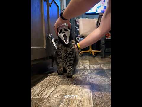 Cats wearing Costume 💀 #edit #animal #cat #skulledit #usa thumbnail