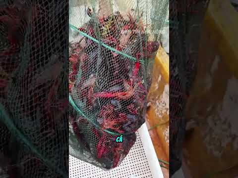 Bác nông dân kéo lưới trúng đậm mẻ tôm nhưng không vui thumbnail