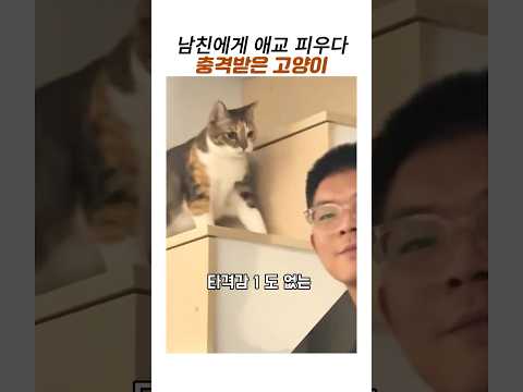 남친에게 애교 피우다 맘상한 고양이반응#웃긴동물#삼색이#고양이 애교 thumbnail