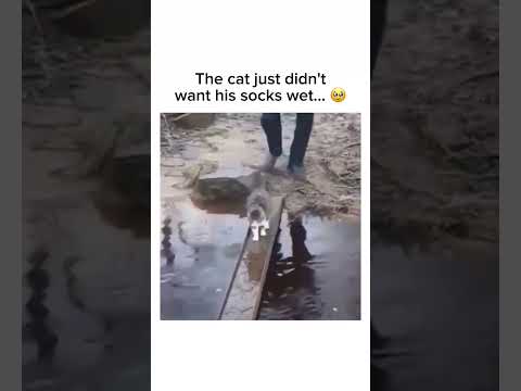 This cat hates wet socks more than I do 😂 Subscribe! #shorts thumbnail
