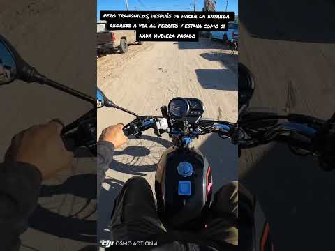 Todo el tiempo que paso por ahí siempre me corretea ? #fyp #dog #motovlog #animals thumbnail
