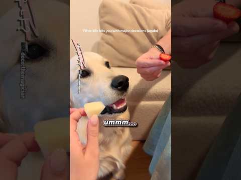 갈팡질팡 thumbnail