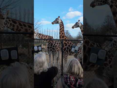 #Learn English at the Zoo! ? #learnenglish #englishlearning #englishfluency #esl #ielts thumbnail