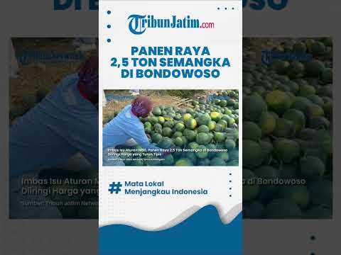 #shorts  HARGA TURUN TIPIS, Panen Raya 2,5 Ton Semangka di Bondowoso Diiringi Isu Aturan MBG thumbnail