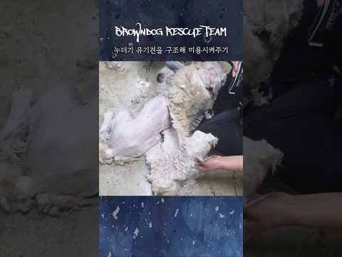 누더기 삽살개를 구조해 미용시켜주기 #견생역전_조이아 thumbnail
