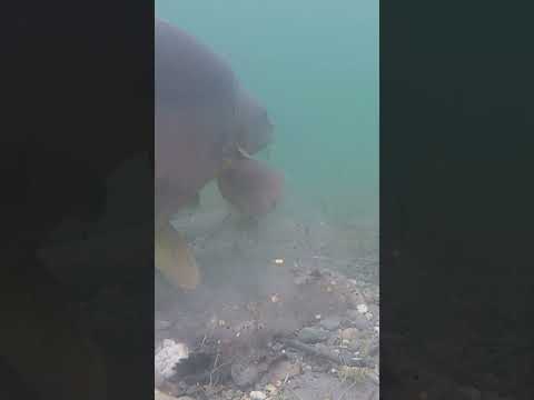 Big Carp Hooked… Is This the Best Bottom to Fish? thumbnail