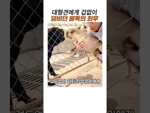대형견에게 겁없이 덤비던 불독의최후#프렌치불독#카네코르소#웃긴 동물 #대형견 thumbnail