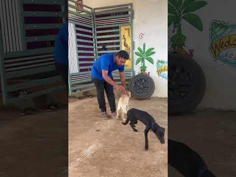 Sweety and cuty  #comedy #funny #entertainment#guluacomedynew animallover thumbnail