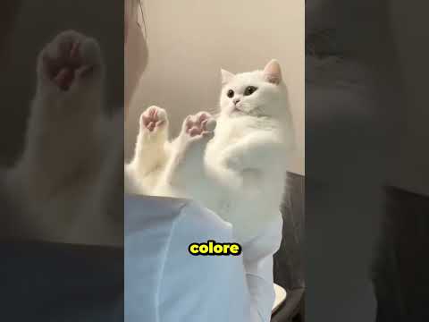 Non Volevano Questa Povera Gattina 😢🐱 thumbnail