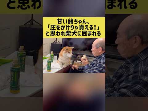 甘い爺ちゃん、「圧をかけりゃ貰える！」と思われ柴犬に囲まれる #柴犬 #shibainu #shorts thumbnail