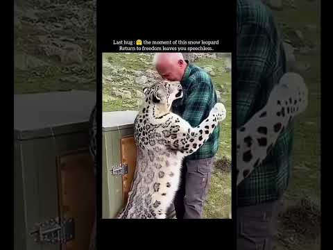 Last hug: the moment of this snow leopard Return to freedom leaves you speechless..?❤️‍? thumbnail