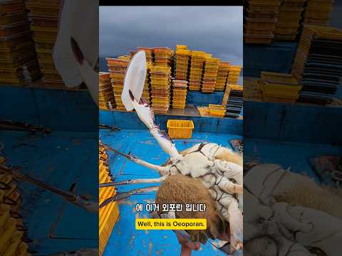 갑오징어 선물이 맘에 안드는거여? #남해 #꽃게 #갑오징어 #바다 #방생 #먹방 thumbnail
