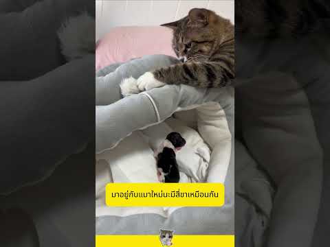 กดไลค์ไถ่ชีวิตเจ้าตัวเล็ก #shorts #อาหารสมอง thumbnail