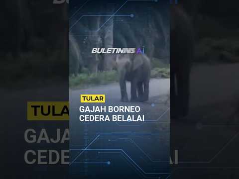 TULAR l Gajah Borneo cedera parah di belalai dikesan di Kalabakan thumbnail