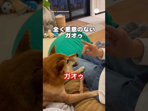 パパと全力で遊ぶ柴犬が可愛い?　　#柴犬　#犬　#かわいい #かわいい犬 #柴犬のいる暮らし thumbnail