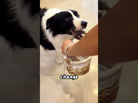 “Your Personal Courier Is On the Way!”Dog Ran Errands for Dad #usa thumbnail