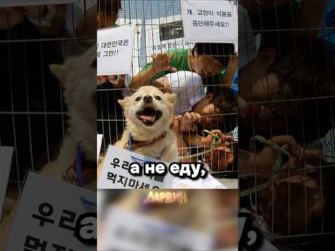Собачки друзья, а не еда thumbnail