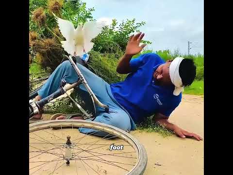 Repaying kindness means more to pigeons than life itself #pets #cute #funny #shorts thumbnail